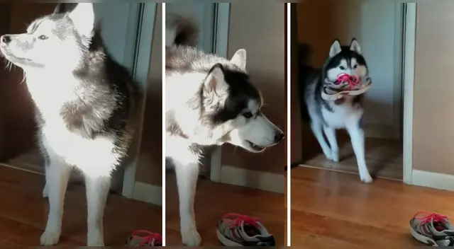 El cómico video causó la risa de millones de usuarios en las redes sociales. El cómico video causó la risa de millones de usuarios en las redes sociales.