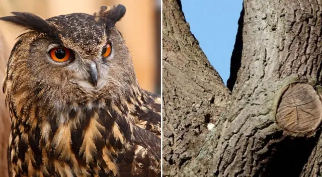 Reto viral: encuentra al búho camuflado en la imagen. Reto viral: encuentra al búho camuflado en la imagen.