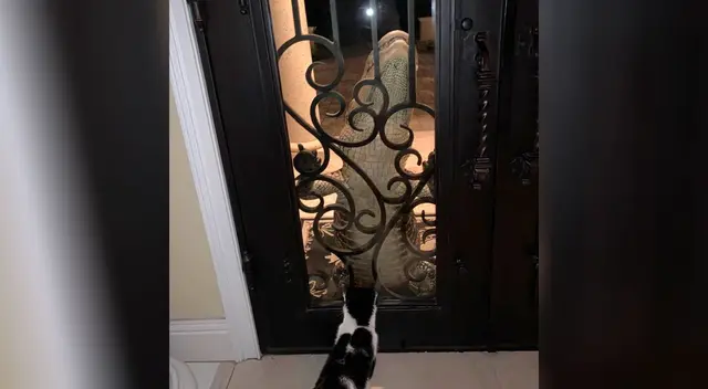 El gatito valiente no se aminaló frente al gran caimán.