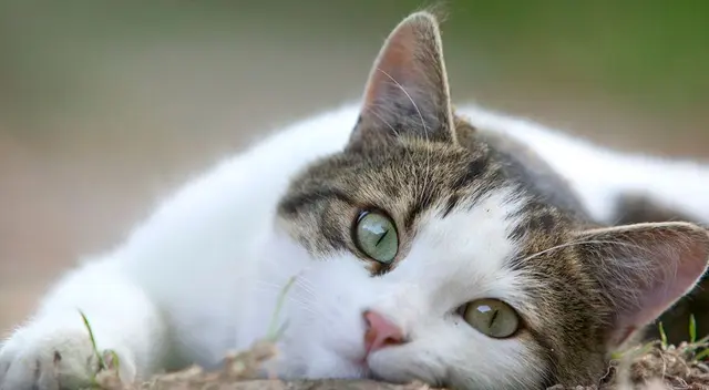 El gatito valiente no se aminaló frente al gran caimán.