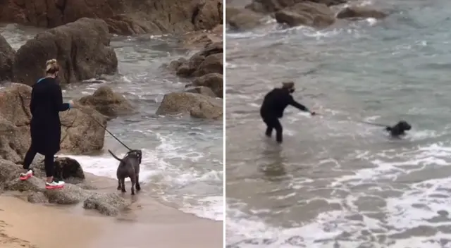 El perrito se emocionó y se metió al mar. El perrito se emocionó y se metió al mar.