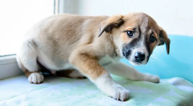 La etapa de cachorro es clave para que los canes se relacionen con su alrededor.