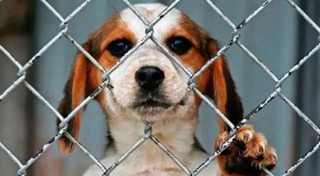 Denuncian que hombres ahogaron a perros con bolsas plásticas hasta matarlos Denuncian que hombres ahogaron a perros con bolsas plásticas hasta matarlos