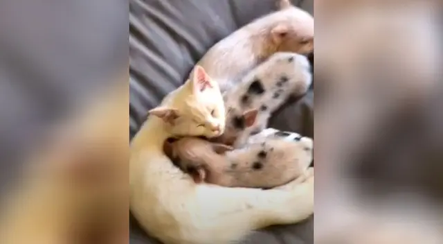 El gatito no se separa por ningún momento de los chanchitos El gatito no se separa por ningún momento de los chanchitos