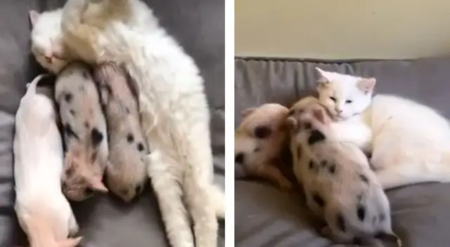 El gatito no se separa por ningún momento de los chanchitos El gatito no se separa por ningún momento de los chanchitos