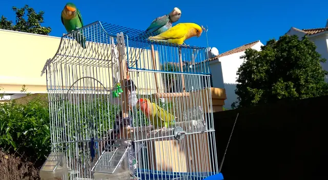 Loros abren las jaulas de otras aves para liberarlas Loros abren las jaulas de otras aves para liberarlas
