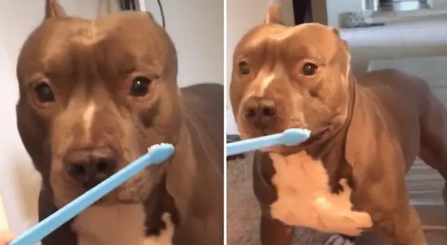 El video viral del perrito causó sensación en TikTok. El video viral del perrito causó sensación en TikTok.