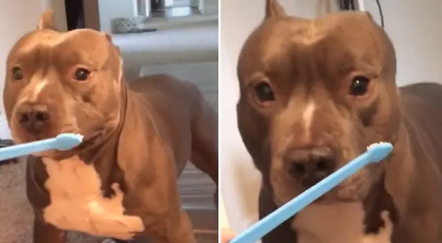 El video viral del perrito causó sensación en TikTok. El video viral del perrito causó sensación en TikTok.