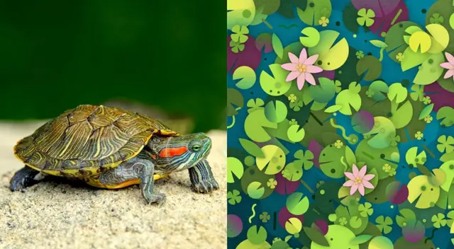 Reto viral: encuentra a la tortuga camuflada.