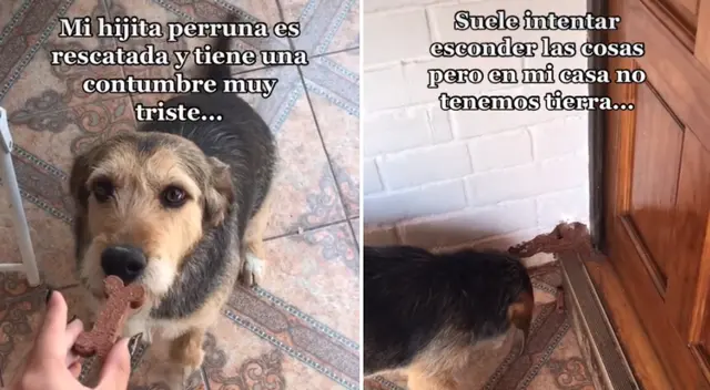 La historia de la perrita conmovió a miles en TikTok. La historia de la perrita conmovió a miles en TikTok.