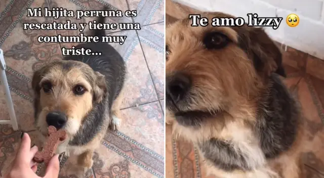 La historia de la perrita conmovió a miles en TikTok. La historia de la perrita conmovió a miles en TikTok.