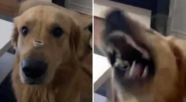 El perrito se comió el anillo de su dueña al confundirlo con un bocadillo.