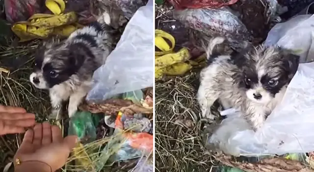 La historia del perrito conmovió a miles en TikTok.