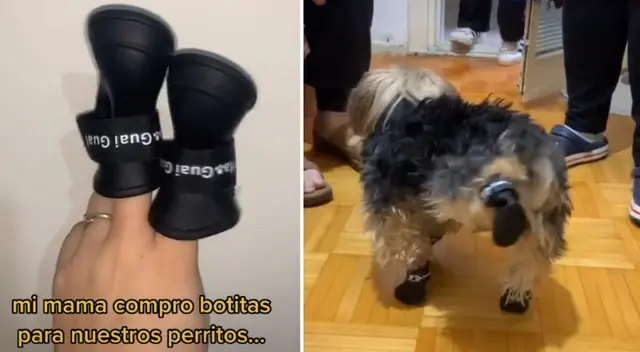 Los perrito usaron zapatos por primera vez. Los perrito usaron zapatos por primera vez.