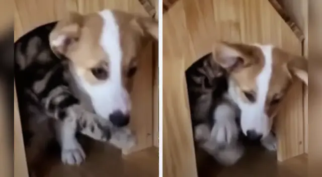 La divertida escena causó la risa de miles de usuarios redes sociales. La divertida escena causó la risa de miles de usuarios redes sociales.