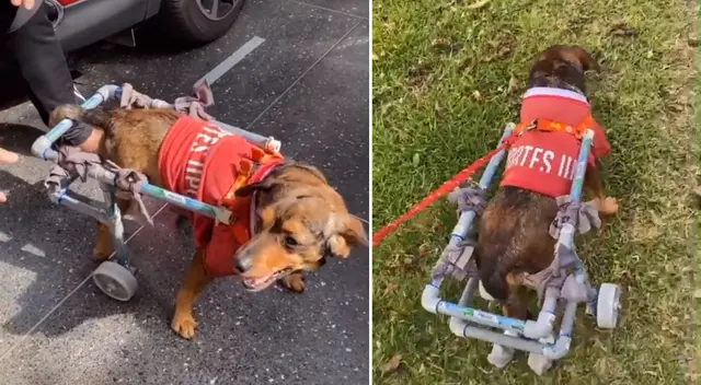 El perrito no pudo contener su emoción al ver su silla de ruedas.