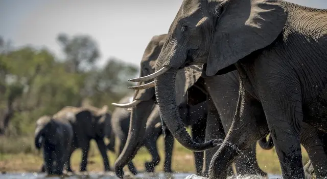 El challengue de Facebook ha causado sensación en las redes sociales.