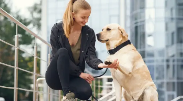 Mujer queda sorprendida al ver cómo su cachorro se va corriendo con la bolsa de pan. Mira aquí el video viral que ha causado muchas risas en redes sociales. Mujer queda sorprendida al ver cómo su cachorro se va corriendo con la bolsa de pan. Mira aquí el video viral que ha causado muchas risas en redes sociales.
