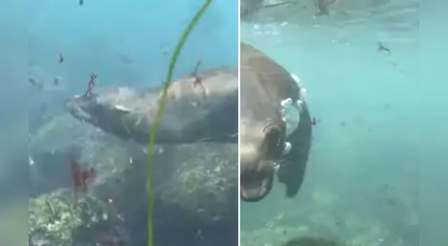 El clip cuenta con miles de reproducciones en YouTube.