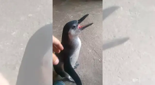 Rescatan a pingüino en SMP.