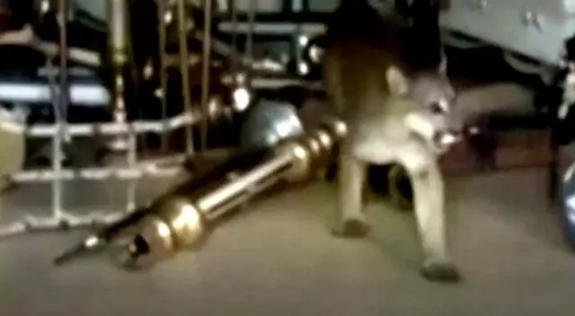 Puma andino fue trasladado al zoológico “Totorilla”, donde se integró rápidamente.