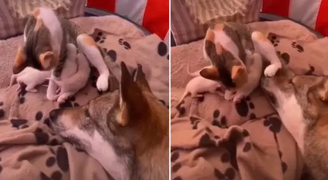 El perrito ayudó a la gata a limpiar a sus bebés. El perrito ayudó a la gata a limpiar a sus bebés.