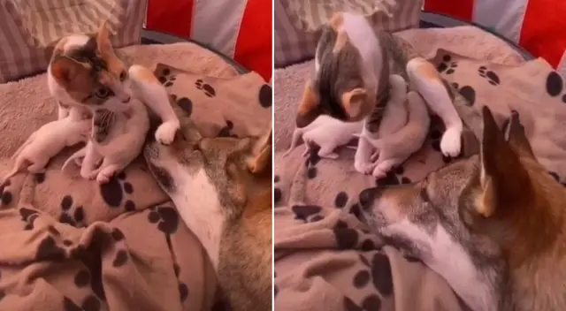 El perrito ayudó a la gata a limpiar a sus bebés. El perrito ayudó a la gata a limpiar a sus bebés.