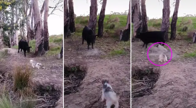 El perro no soportó que la vaca lo persiguiera.