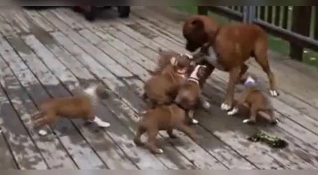 La escena causó la risa de miles de internautas en las redes sociales. La escena causó la risa de miles de internautas en las redes sociales.