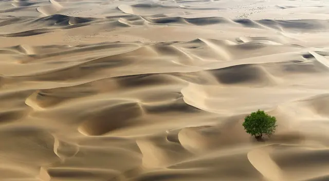 El conteo de árboles individuales sería una tarea casi insuperable si no fuera por las técnicas de aprendizaje profundo por computadora El conteo de árboles individuales sería una tarea casi insuperable si no fuera por las técnicas de aprendizaje profundo por computadora