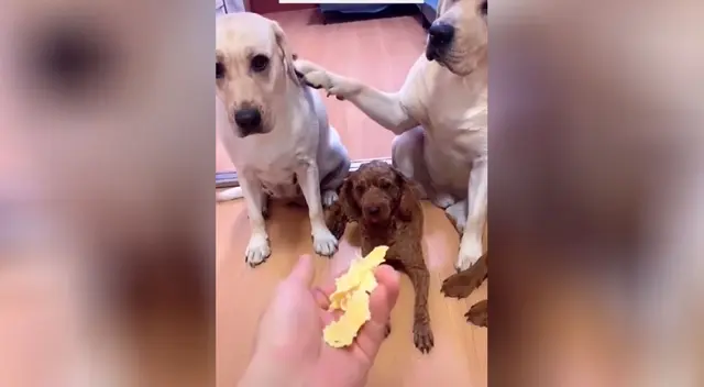 Los perros se volvieron tendencia en TikTok.