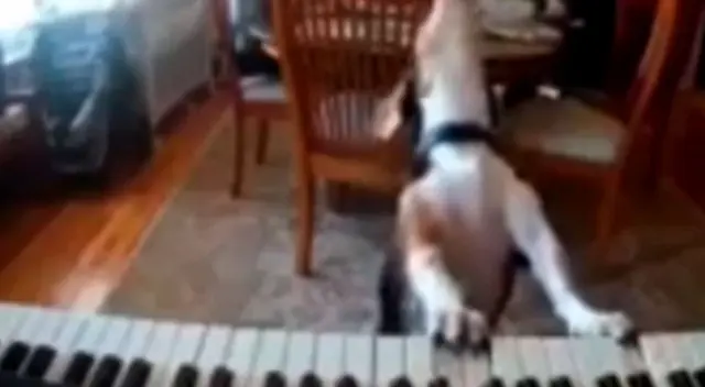 El perrito asombró a todos en las redes sociales.