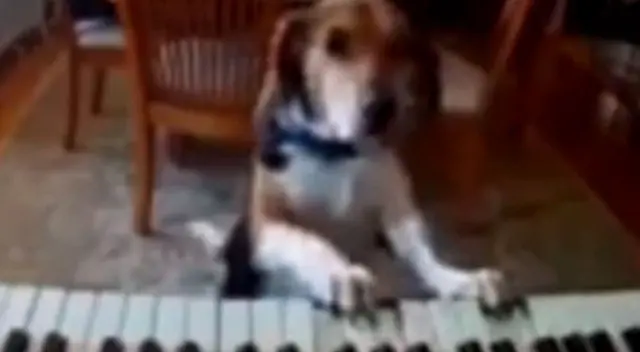 El perrito asombró a todos en las redes sociales.