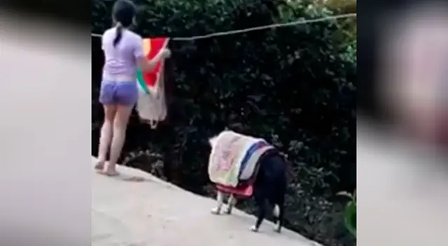 La niña y el perro formaron un gran equipo.