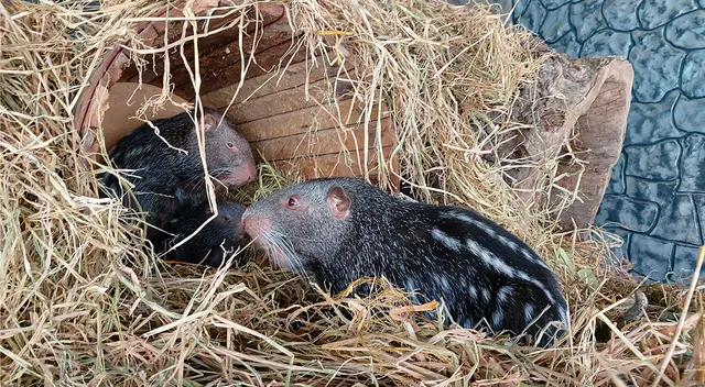 La pacarana es el segundo roedor más grande de Sudamérica.