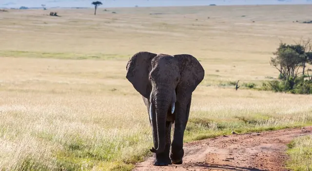 Mira aquí la imagen que ha dejado en shock a miles de internautas en redes sociales por la dificultad en encontrar el animal que está al lado del curioso elefante.