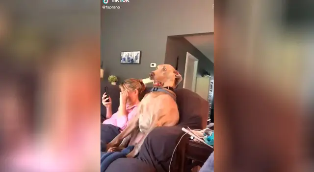 El perrito causó la risa de miles en TikTok