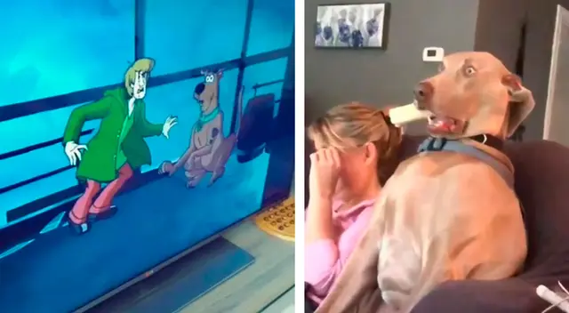 El perrito causó la risa de miles en TikTok