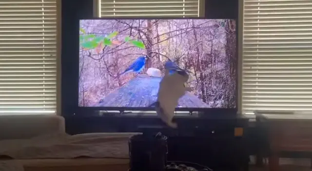 El gato destruyó la televisión por intentar atrapar un pájaro. El gato destruyó la televisión por intentar atrapar un pájaro.