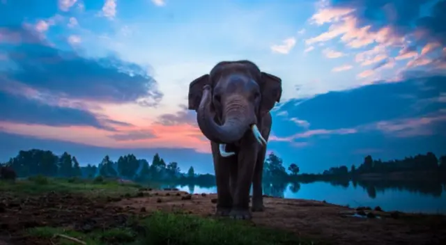 ¿Te atreves a descubrir el animal que acompaña al tierno elefante?. Este challenge alborotó a miles de cibernautas en Facebook.