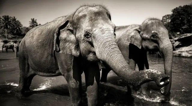 ¡Increíble! Mira la imagen que ha puesto a pensar a los internautas al no encontrar fácilmente al animal que acompaña al elefante en el jardín.