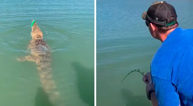 El hombre nunca se imaginó que pescaría un cocodrilo