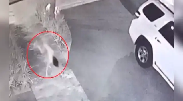 Las cámaras de vigilancia captaron la insólita escena en el estado mexicano de Tamaulipas.