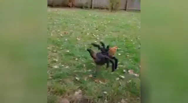 Joven disfraza a su gallina de araña para Halloween