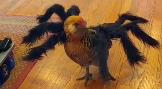 Joven disfraza a su gallina de araña para Halloween