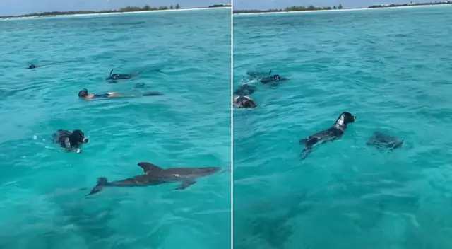 Los animales disfrutaron de una tarde de juegos.