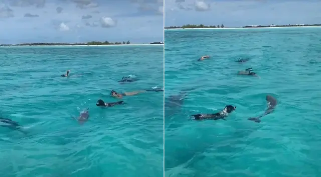 Los animales disfrutaron de una tarde de juegos.