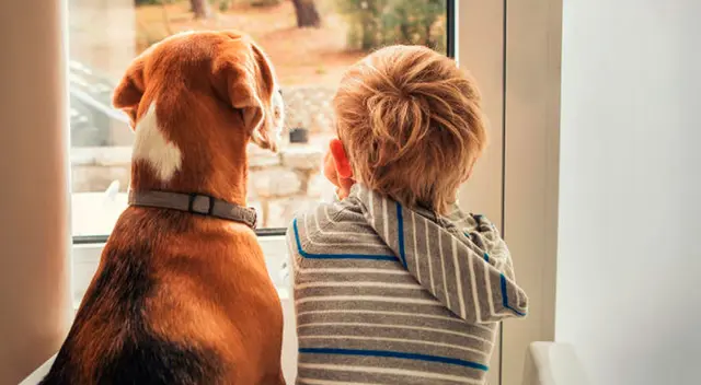 El tierno consuelo de un niño hacia su mascota que acaba de ser operada El tierno consuelo de un niño hacia su mascota que acaba de ser operada