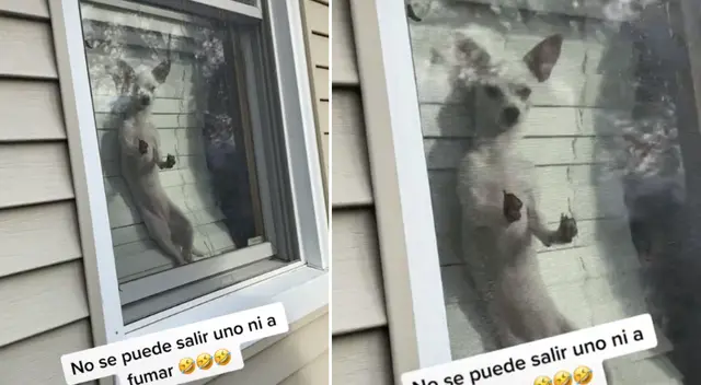 La perrita se paró en la ventana para vigilar a su dueña. La perrita se paró en la ventana para vigilar a su dueña.