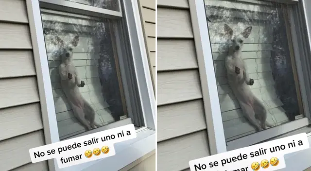 La perrita vigiló a su dueña durante varios minutos. La perrita vigiló a su dueña durante varios minutos.